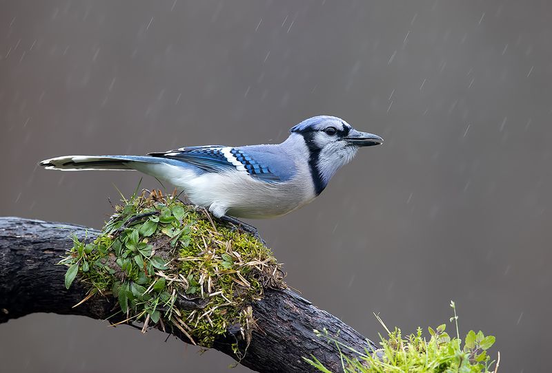 сойка, голубая сойка, jay, blue jay, зима, дождь Blue Jay - Голубая сойка фото превью
