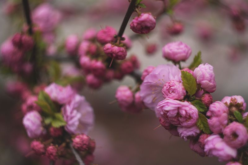 весна, цветы, природа Весна фото превью