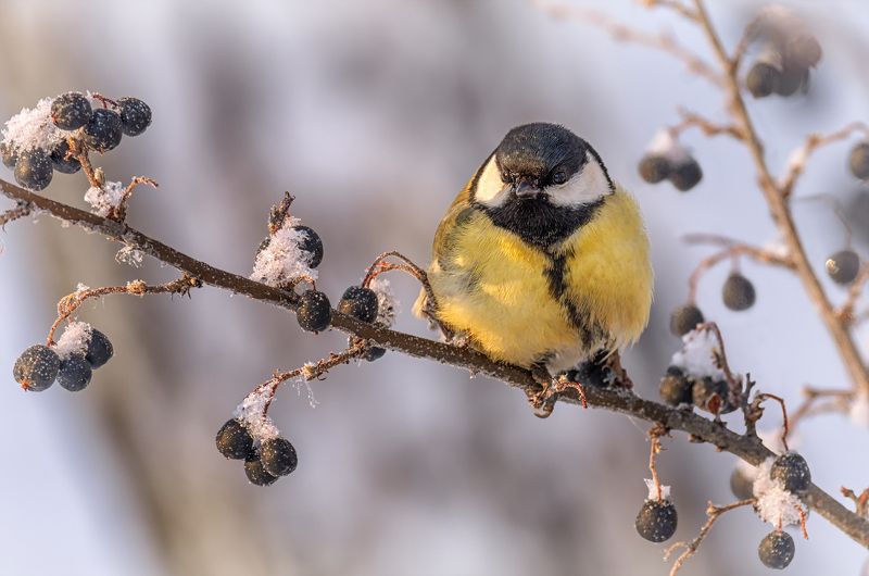 птица, большая синица, ягода, зима, Синица и зимние ягоды.photo preview