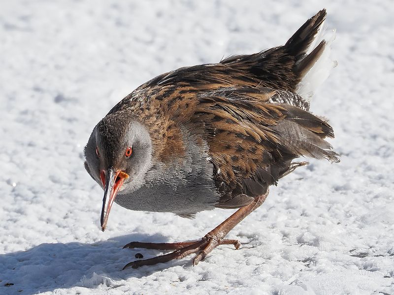 водяной пастушокphoto preview