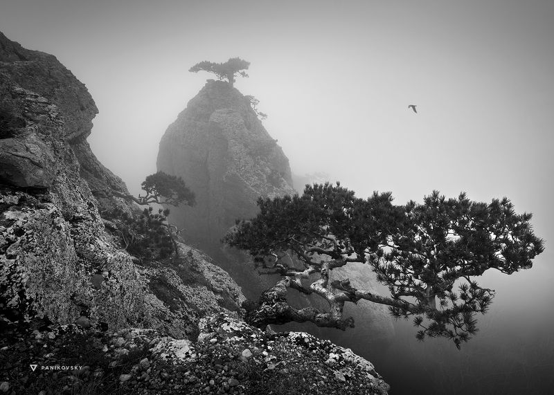 демерджи, крым, алушта, туман, горы, бонсай Где-то в туманеphoto preview