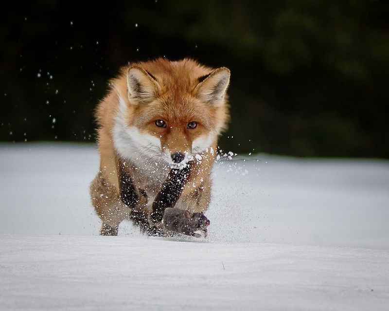 red fox, fox, animal, snow, winter, prey, mouse, chasing, hunt Red fox and mousephoto preview