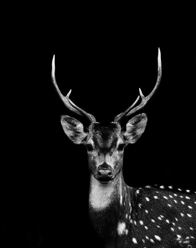 #wildlife Spotted Deerphoto preview