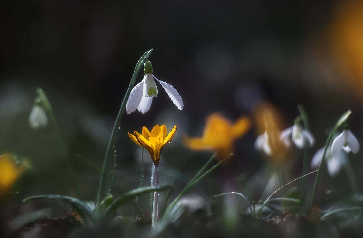 цветы, макро, подснежники, крокус, крым, весна, ялта, боке, природа, crimea, spring, flowers, Екатерина Дмитренко