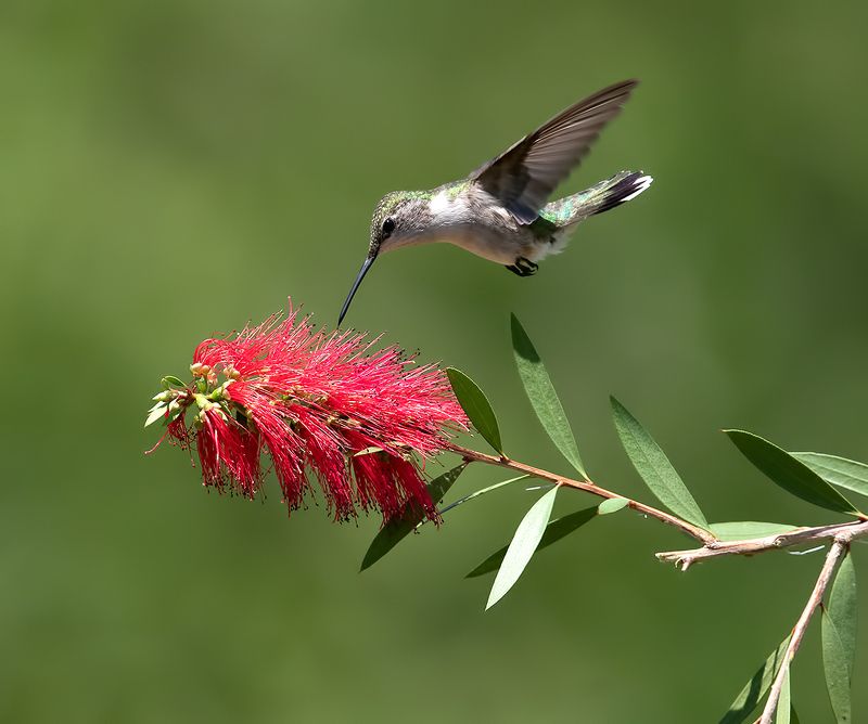 колибри,ruby-throated hummingbird, hummingbird, весна С Весной! Колибри -Ruby-throated Hummingbirdphoto preview