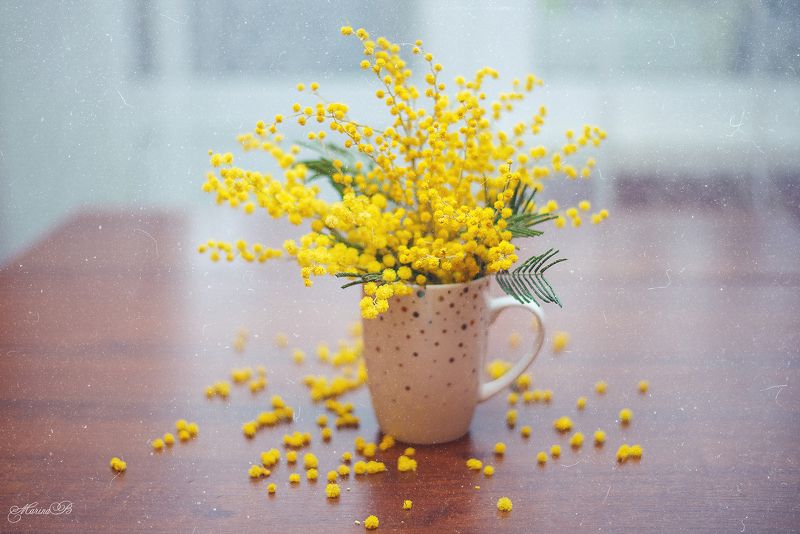 весна, мимоза, весенние цветы -Кто там идёт? -Похоже, весна..photo preview