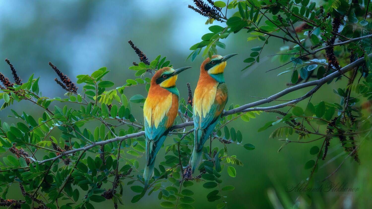 Пара щурок золотистых. Автор: Plekhanov Alexander wildlife, Plekhanov Alexander