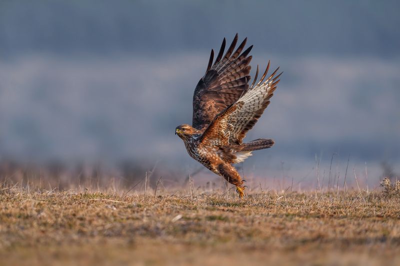 Battle /Buteo Buteo/..photo preview