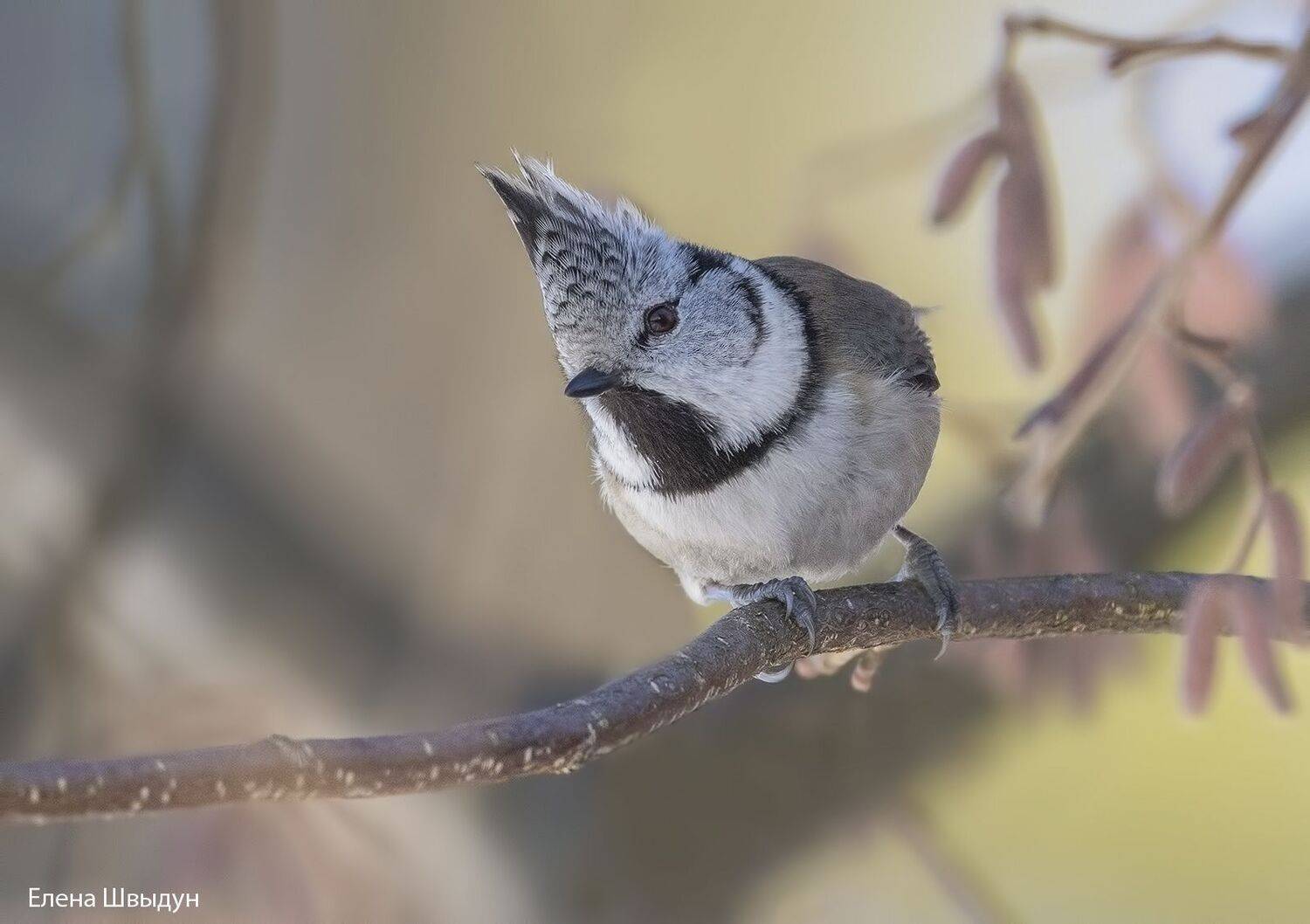 bird of prey, animal, birds, bird,  animal wildlife,  nature,  animals in the wild, european crested tit, пbird of prey, animal, birds, bird,  animal wildlife,  nature,  animals in the wild, european crested tit, птицы, птица, гренадёрка, хохлатая синица, Елена Швыдун