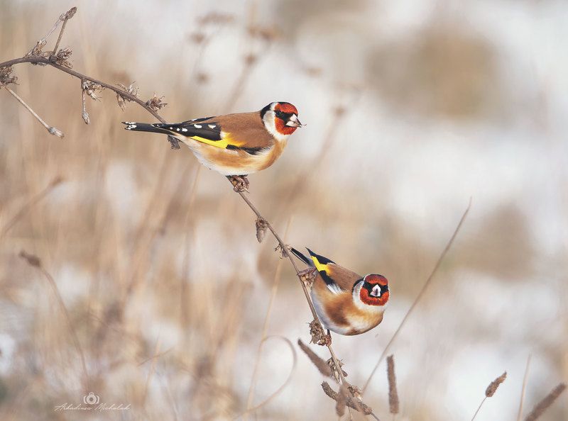 szczygiełphoto preview