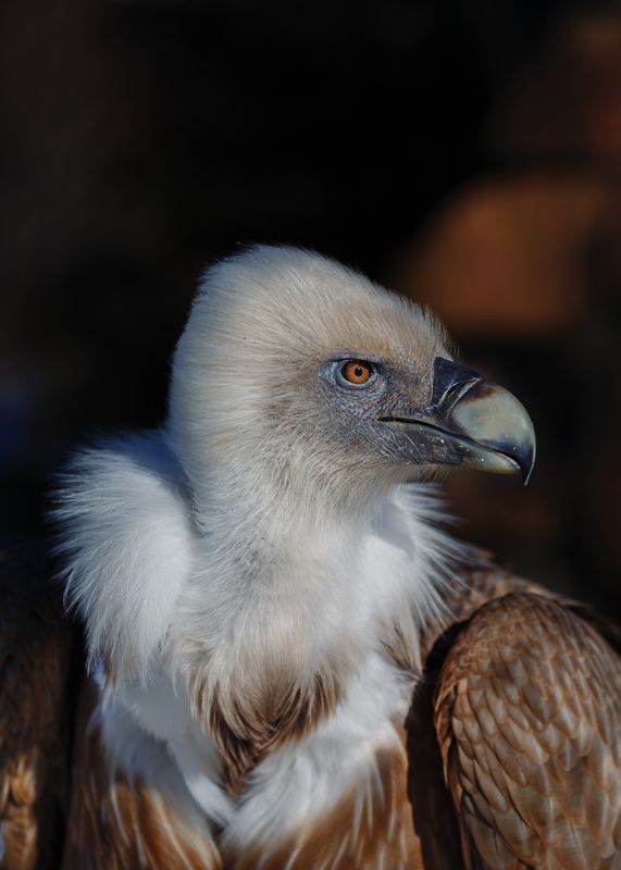 белоголовый сип Белоголовый сипphoto preview