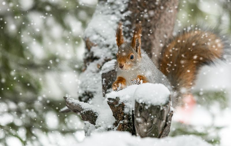 белка squirel photo preview