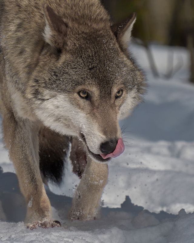 Серый хищникphoto preview