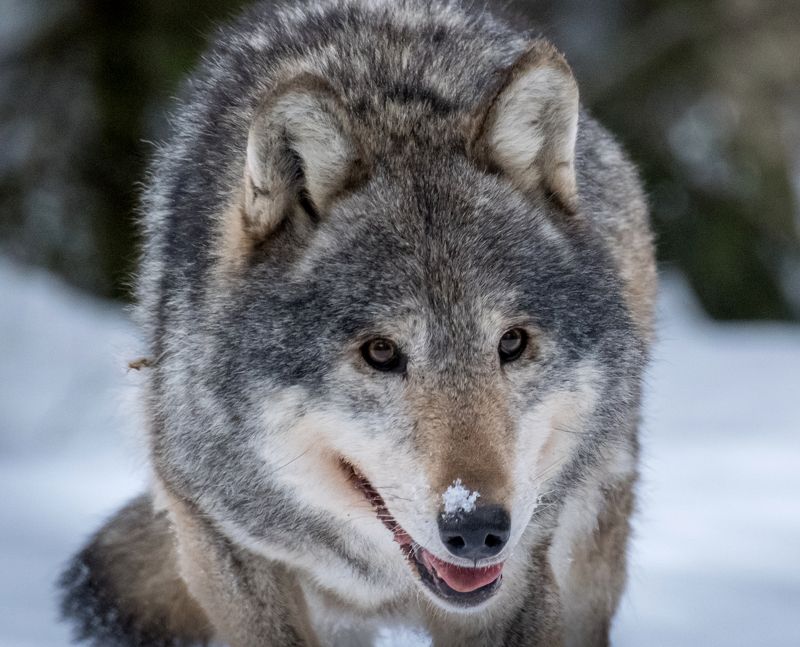 волк, красный бор, нд, дикие животные, беларусь, wolf, фотоохота, серый волк, евразийский волк, в лесах беларуси Портрет старого волкаphoto preview