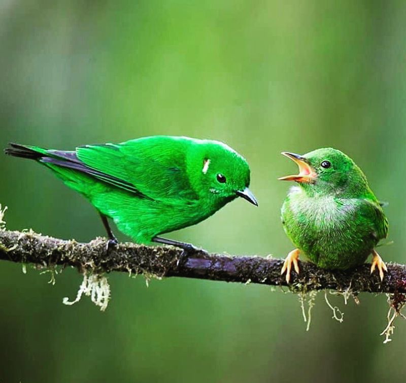 Birds of Ecuadorphoto preview