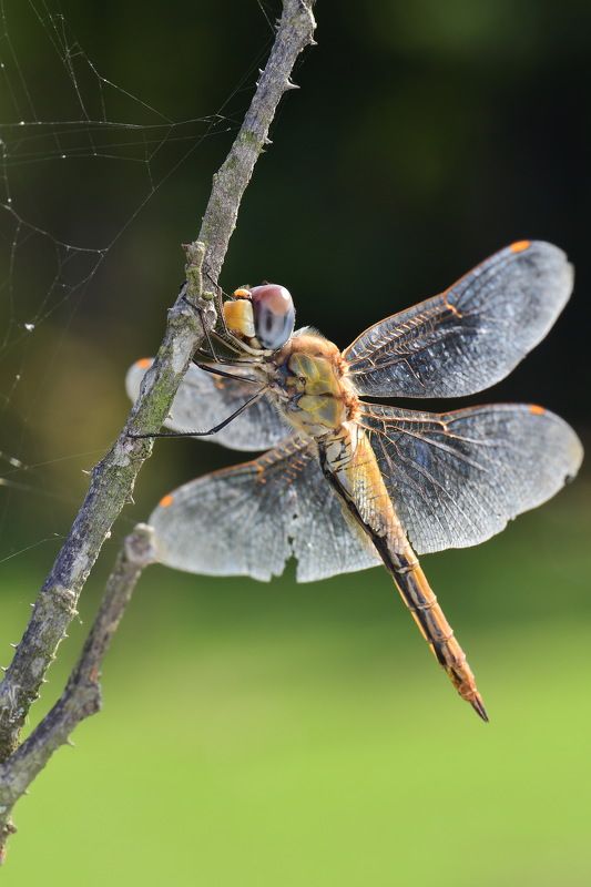 denis moura, mogi das cruzes, brasil Libelulaphoto preview