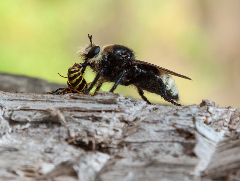 насекомые Обед....photo preview
