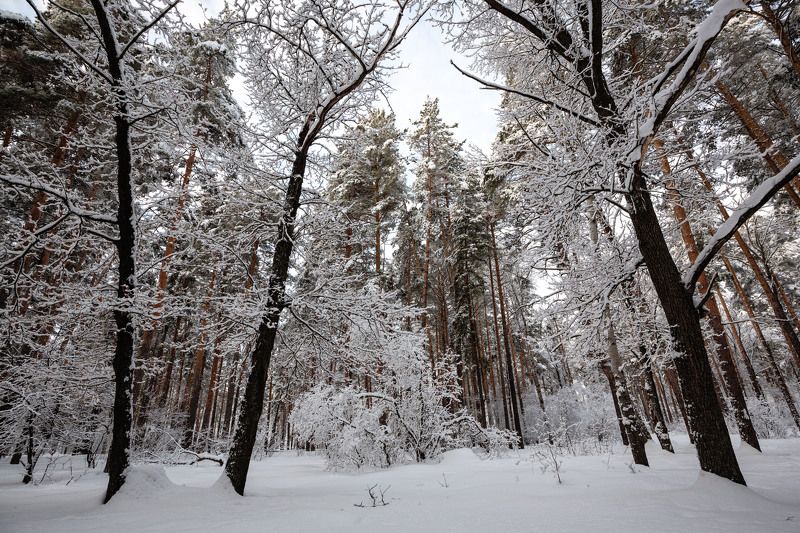 На утро после снегопадаphoto preview