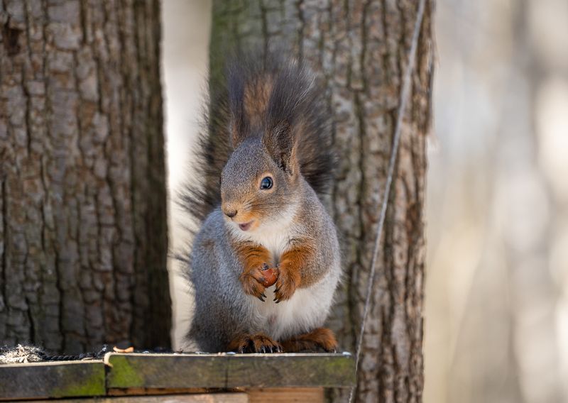 белка, лосиный остров  фото превью