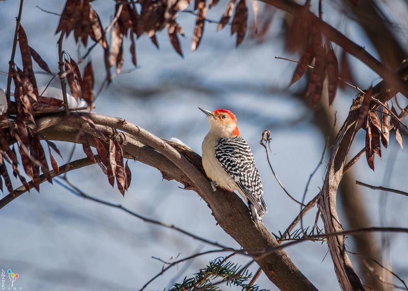 Red-bellied Woodpeckerphoto preview