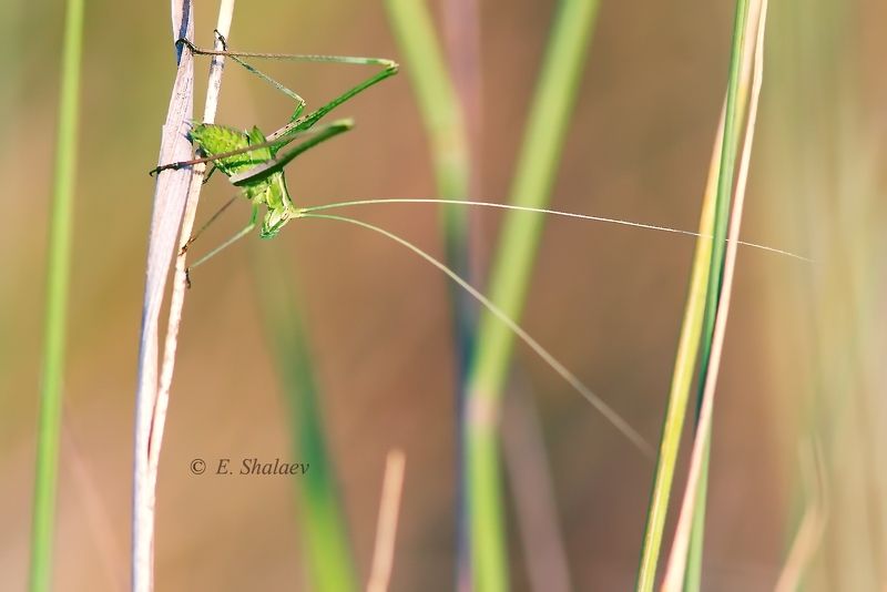 пластинокрыл, шиповатый, -tylopsis, lilifolia photo preview
