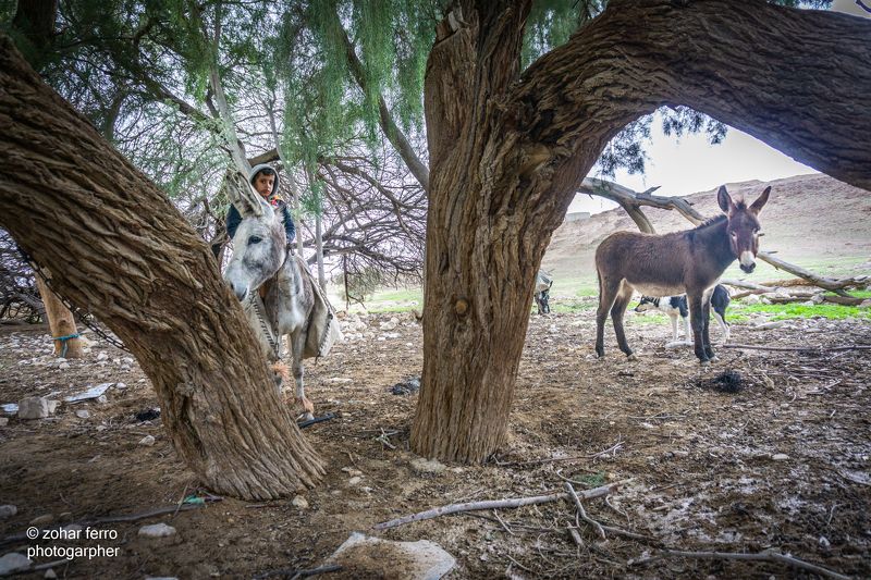 The Bedouin Child Projectphoto preview