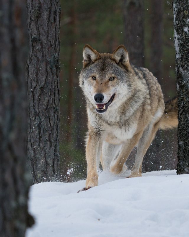 На пути к целиphoto preview