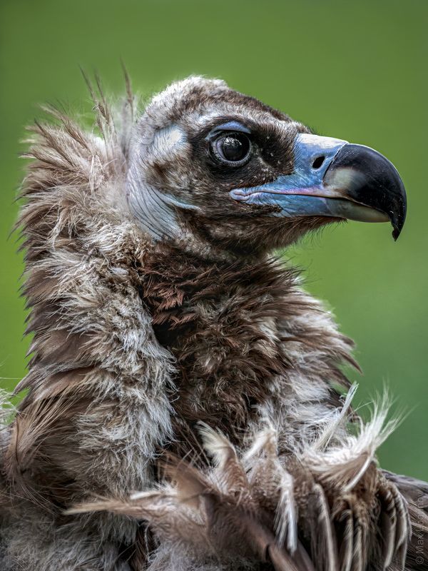 Чёрный грифphoto preview