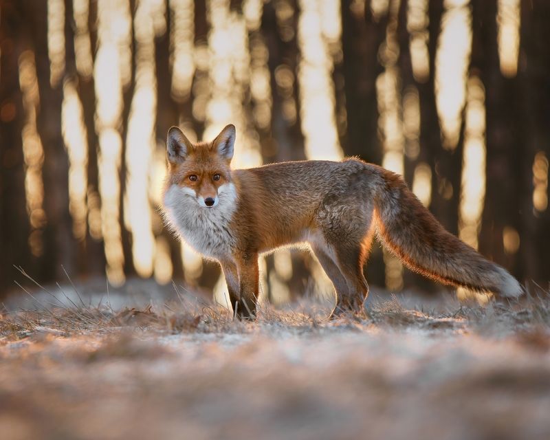 red fox, fox, mammal, winter, snow, sunrise Red fox in sunrisephoto preview