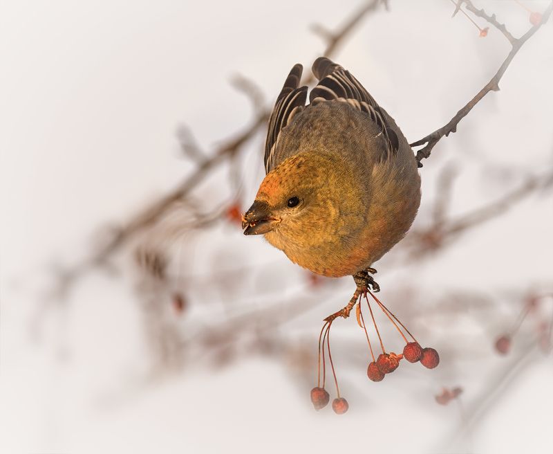 птица, щур, зима, дичка, ЩУР..photo preview