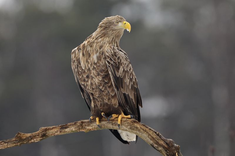 белохвостый орлан. Орланphoto preview