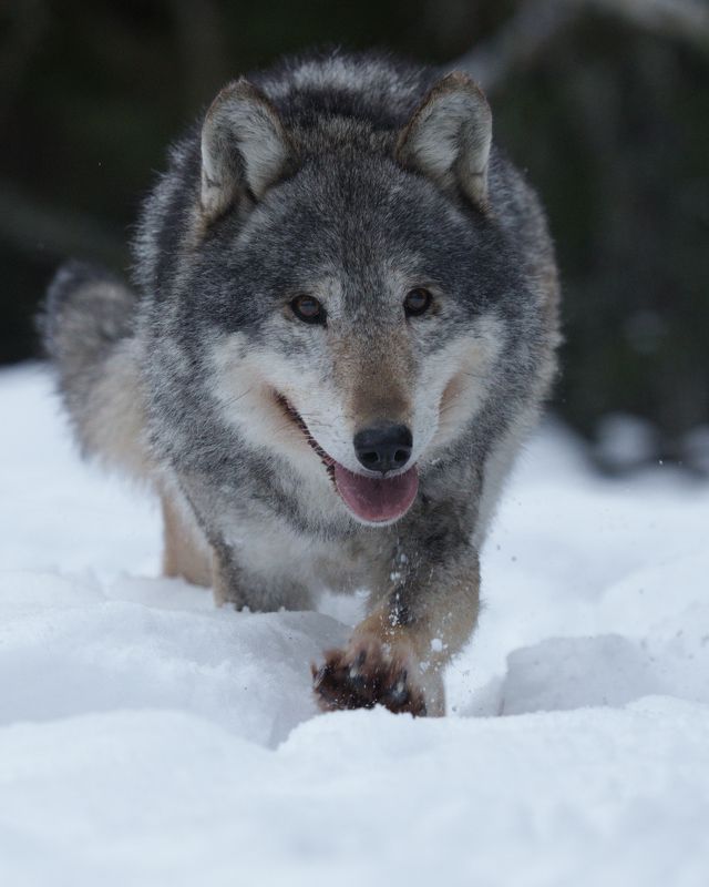 На пути к целиphoto preview