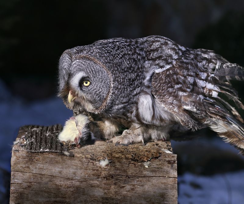 неясыть бородатая Неясыть бородатаяphoto preview