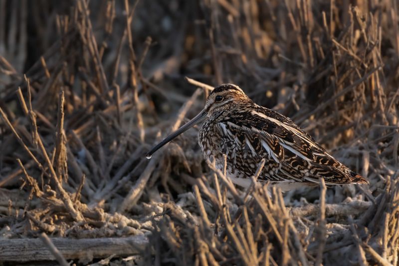 Hiding in plain sitephoto preview