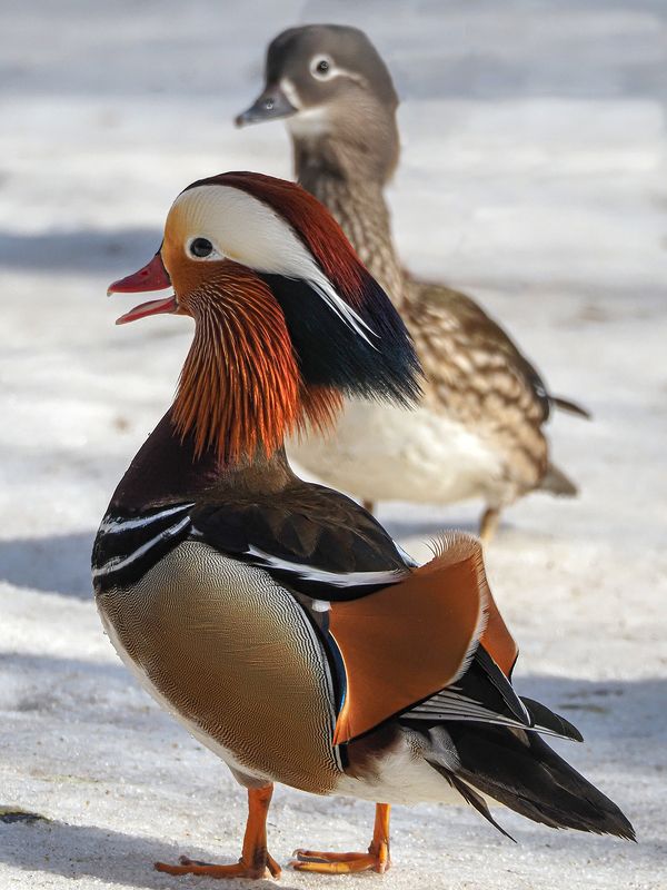 мандаринкиphoto preview