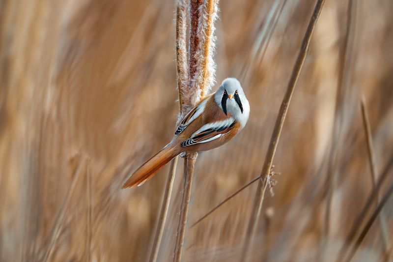 bearded reedling (Panurus biarmicus)...photo preview