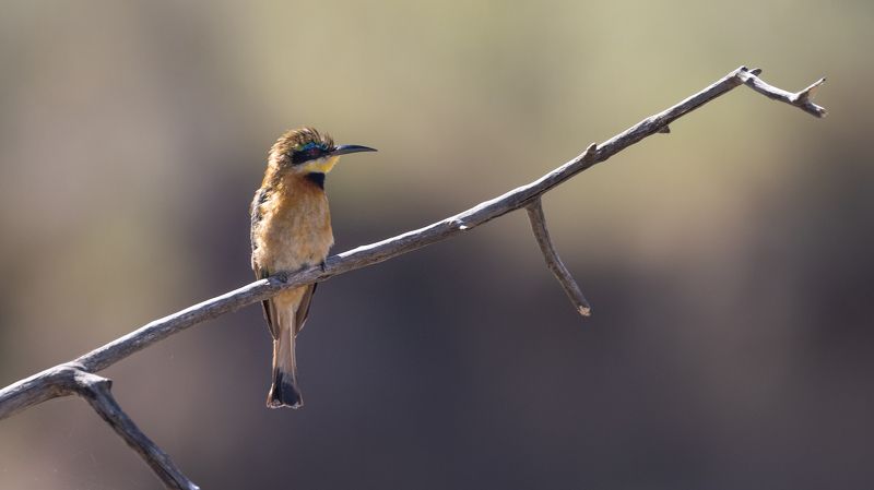 bird, birds, bird watching, bee eater, africa, african bird, african birds, kenya, safari Bee-eaterphoto preview