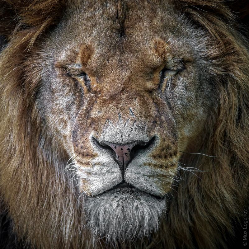 Ослепший корольphoto preview