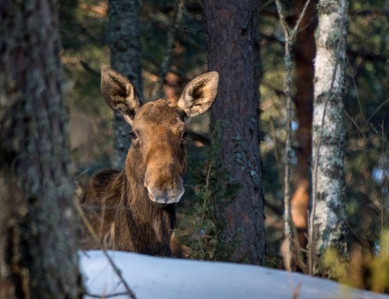 лось, нд, лосёнок, красный бор, фотоохота, беларусь, лес, дикие животные, чаща, в лесах беларуси Лось-прошлогодокphoto preview