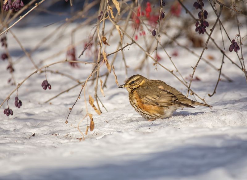 птица, дрозд-белобровик, зима, барбарис, дрозд-белобровик под барбарисом..photo preview