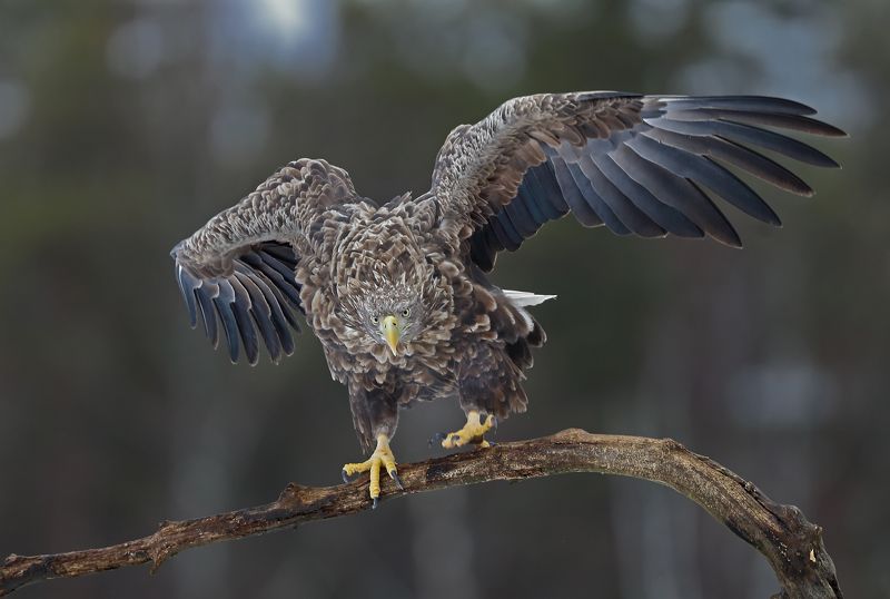 орлан., беларусь., красный, бор. Посадка.photo preview