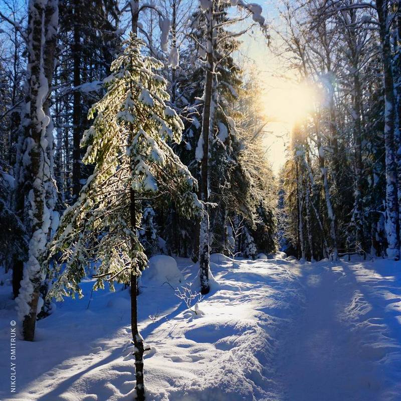 пейзаж 	 ель 2022photo preview