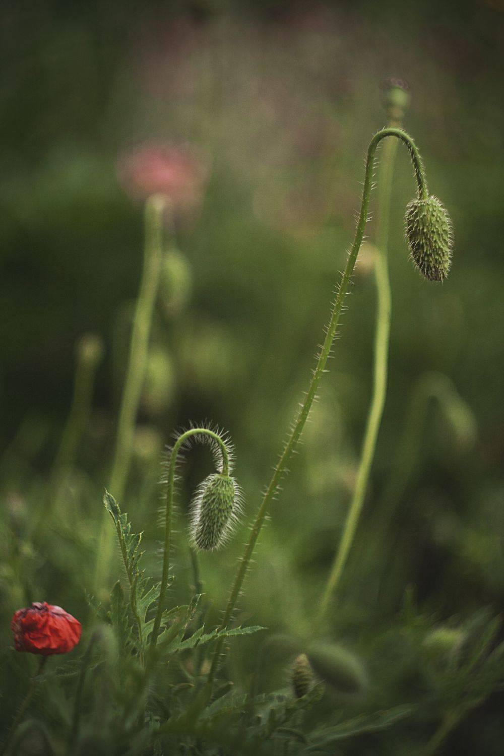 Автор: Алексейчик Ольга природа, ботаника, растения, мак, цветы, Алексейчик Ольга