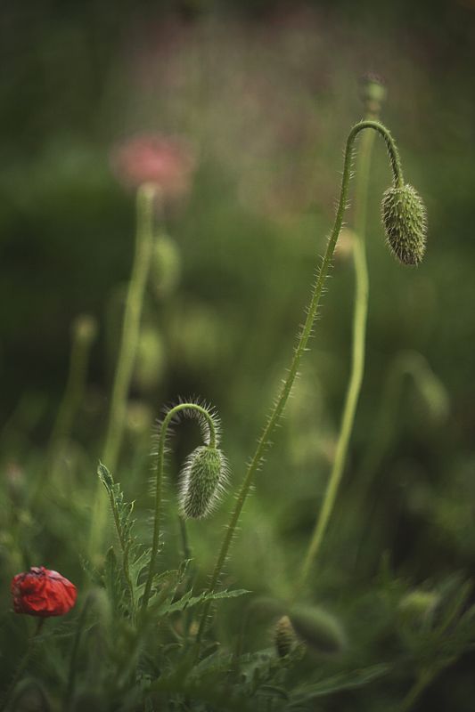 природа, ботаника, растения, мак, цветы  фото превью