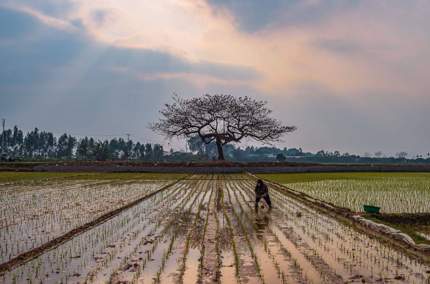working on the field. Автор: Nguyễn Mạnh Đức , Nguyễn Mạnh Đức