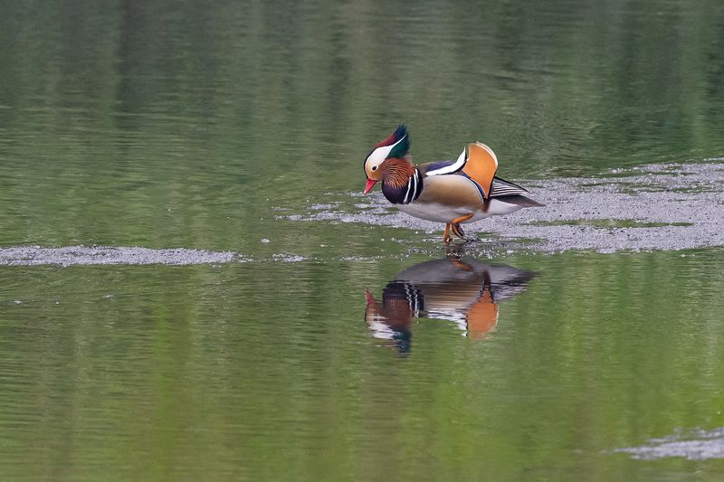 birds Mandarin Duckphoto preview