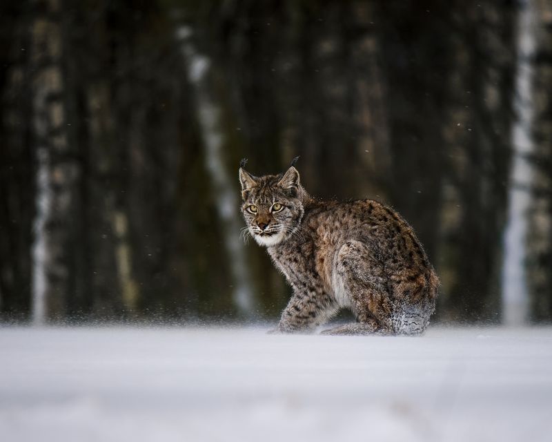 In the blizzardphoto preview