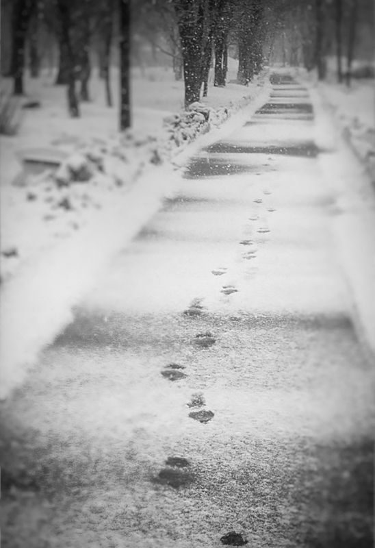 Мартphoto preview