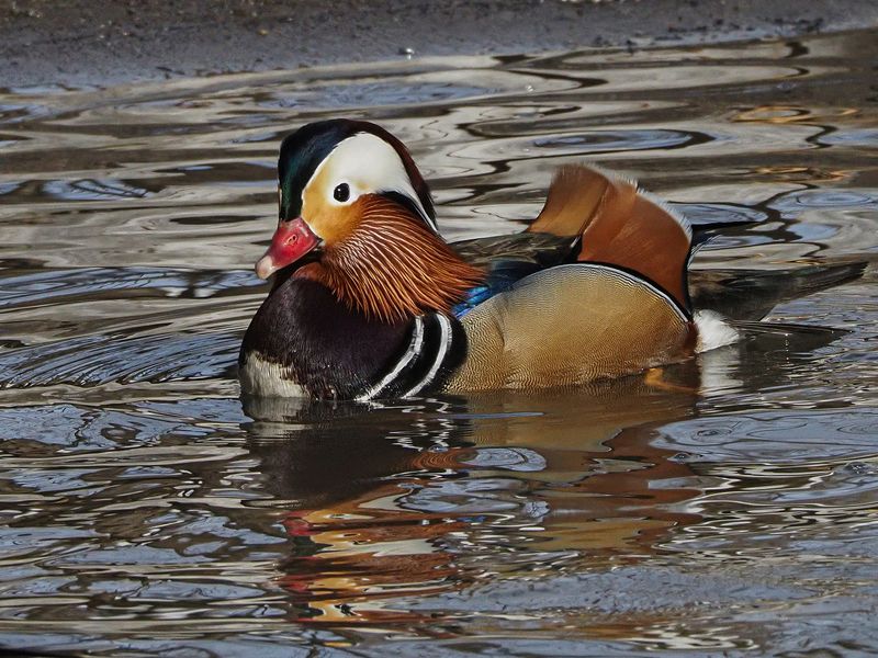 мандаринки 2photo preview