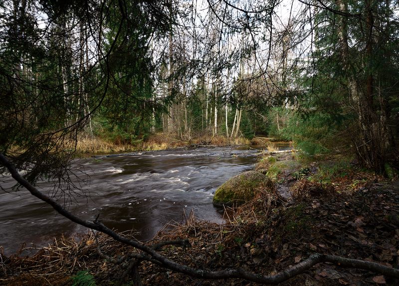пейзаж, пейзажная фотография, пейзажи, река, россия, линдуловская роща, путешествие, landscape, landscapes, landscape photography Лесная река в Линдуловской рощеphoto preview